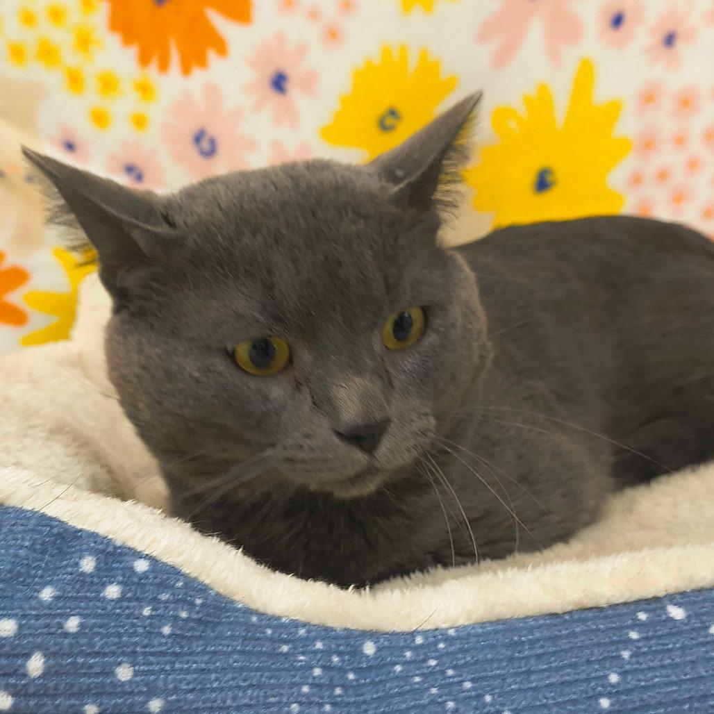 Velcro — thumbnail 2