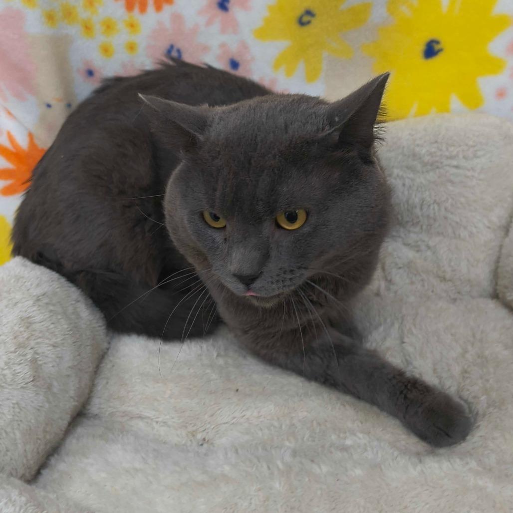 Velcro — thumbnail 3