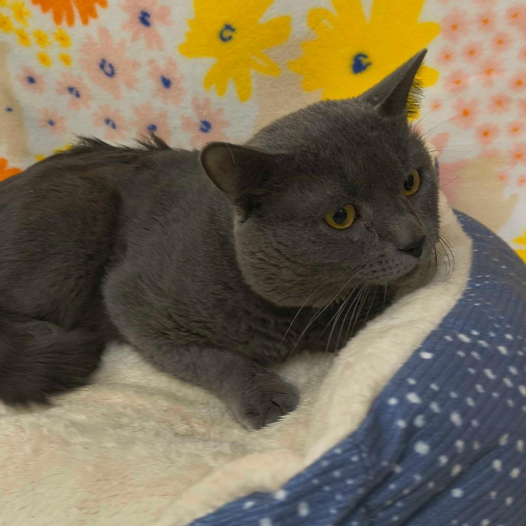 Velcro — thumbnail 4