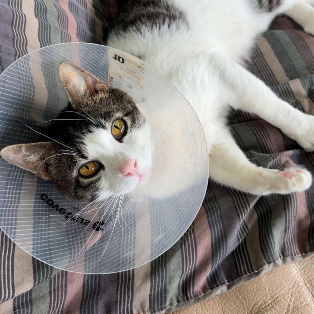 Piglet, Adoptable, Adult Male Domestic Short Hair.