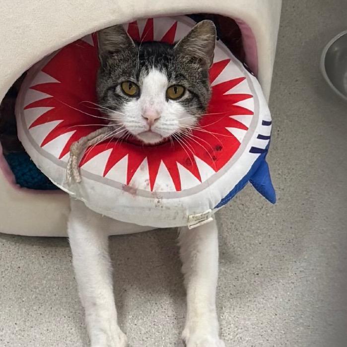 Enlarge Piglet, a Adoptable Domestic Short Hair in East Smithfield , PA image 1/6
