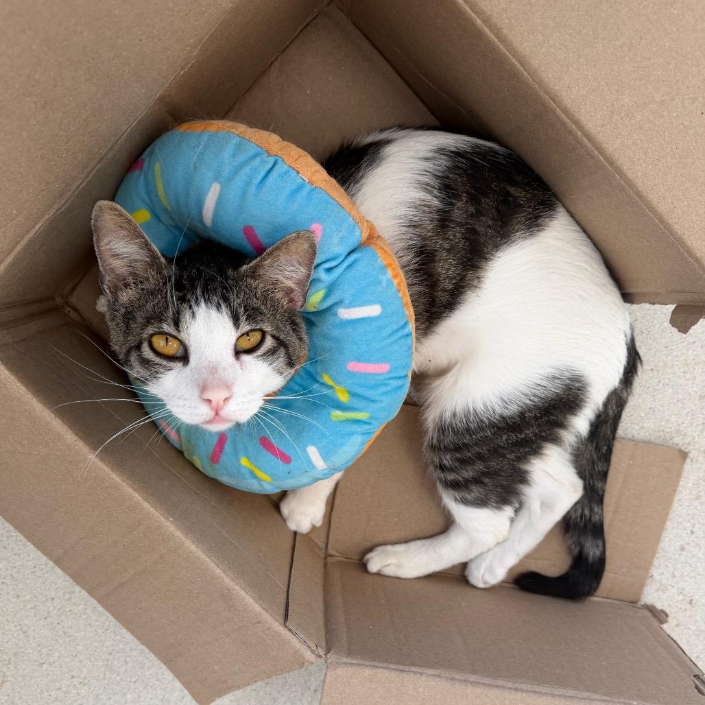 Piglet, Adoptable, Adult Male Domestic Short Hair.