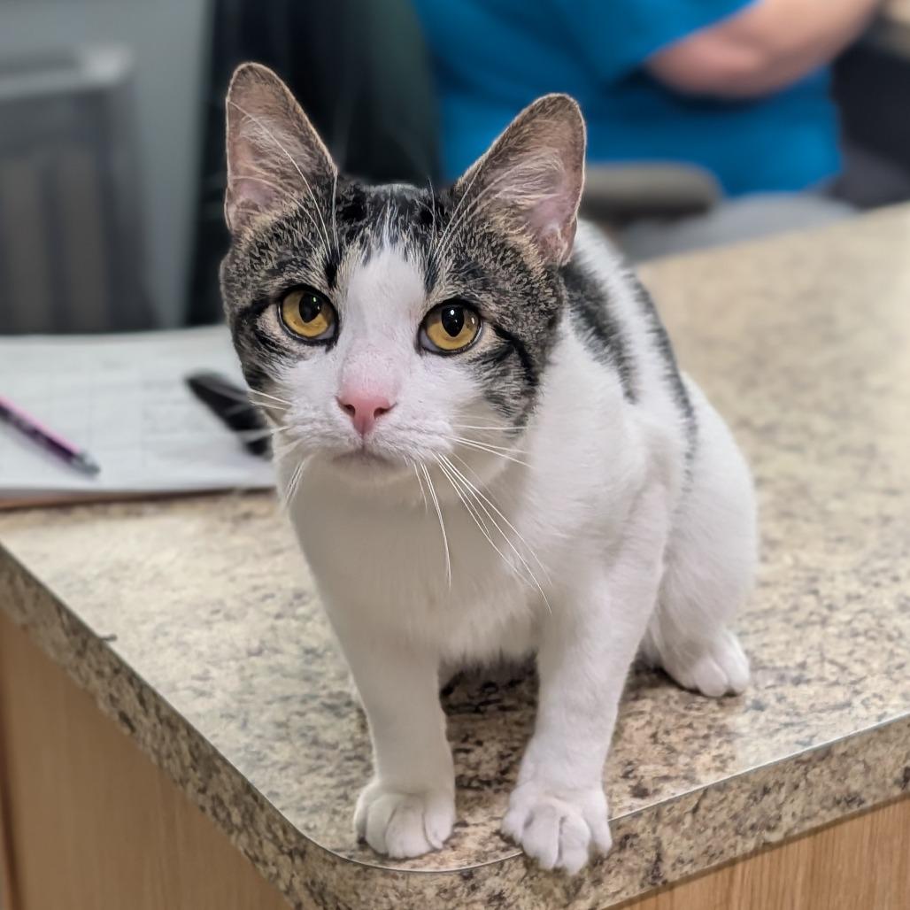 Piglet, Adoptable, Adult Male Domestic Short Hair.