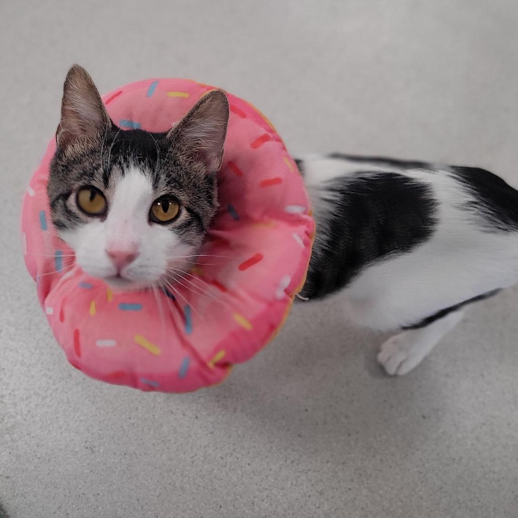 Enlarge Piglet, a Adoptable Domestic Short Hair in East Smithfield , PA image 1/6