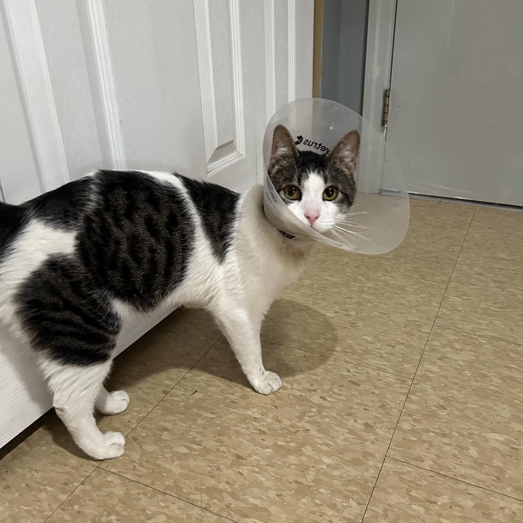 Enlarge Piglet, a Adoptable Domestic Short Hair in East Smithfield , PA image 2/6