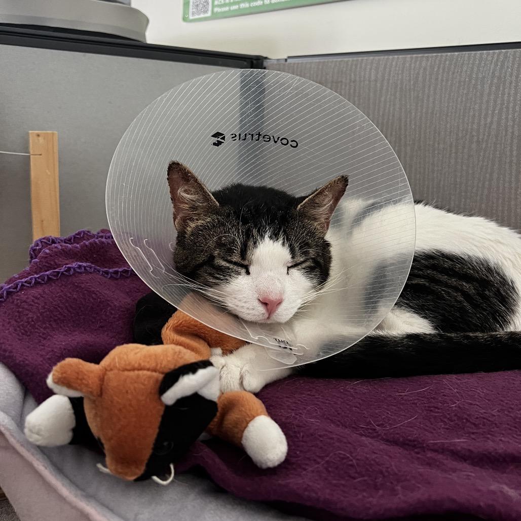 Piglet, a Adoptable Domestic Short Hair in East Smithfield , PA image 2/6