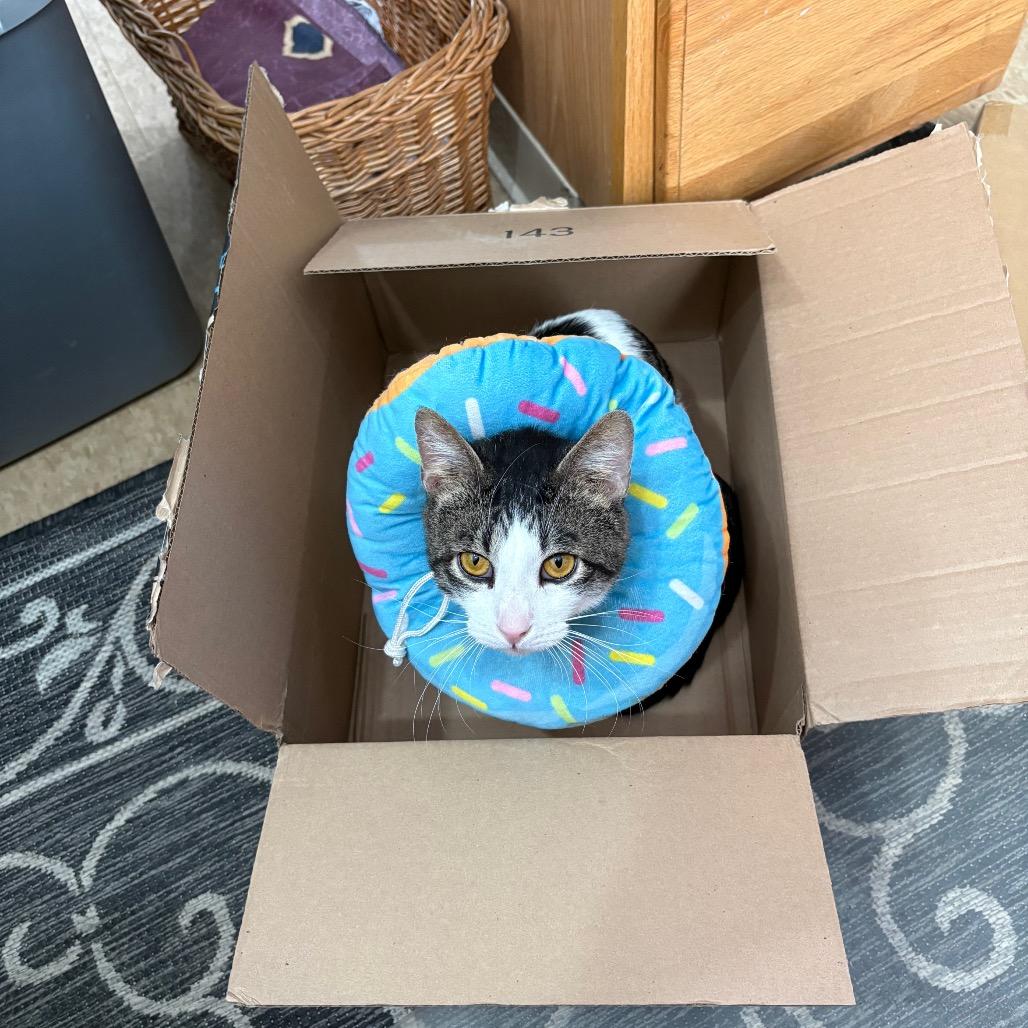 Enlarge Piglet, a Adoptable Domestic Short Hair in East Smithfield , PA image 3/6