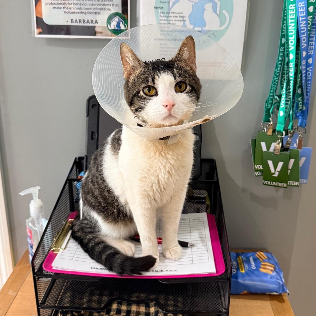 Enlarge Piglet, a Adoptable Domestic Short Hair in East Smithfield , PA image 3/6