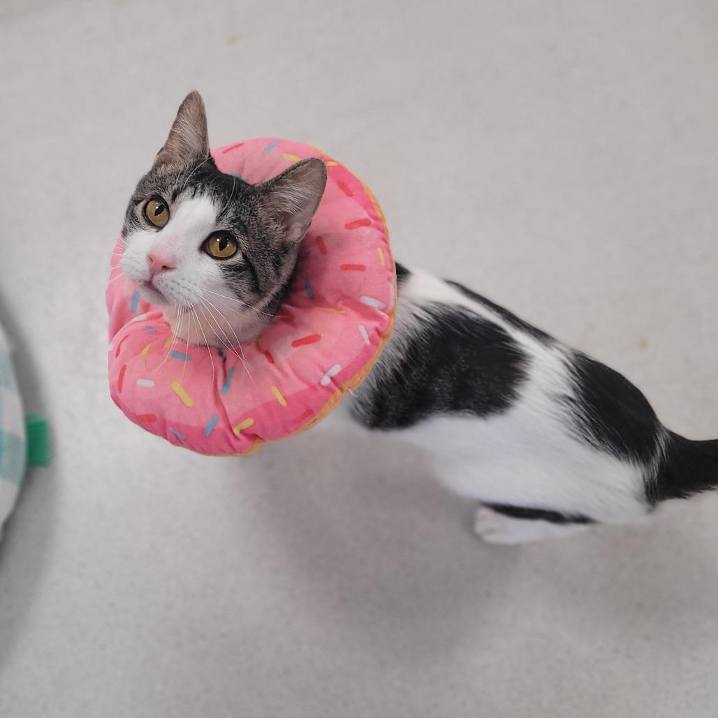 Enlarge Piglet, a Adoptable Domestic Short Hair in East Smithfield , PA image 4/6