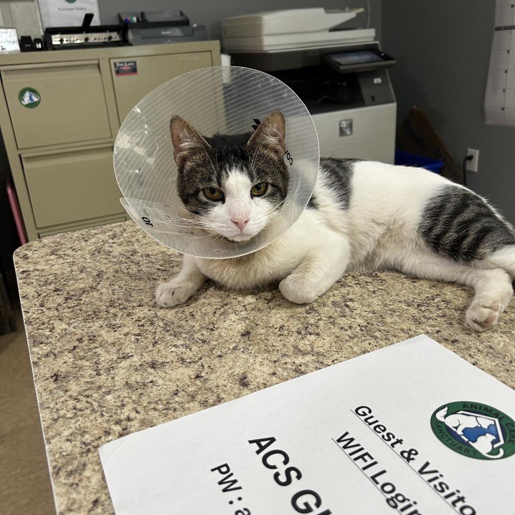 Enlarge Piglet, a Adoptable Domestic Short Hair in East Smithfield , PA image 5/6