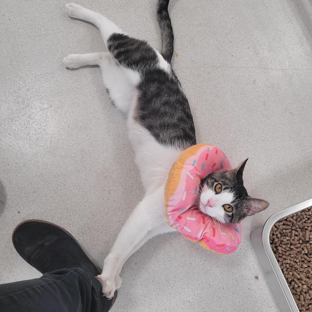 Enlarge Piglet, a Adoptable Domestic Short Hair in East Smithfield , PA image 6/6