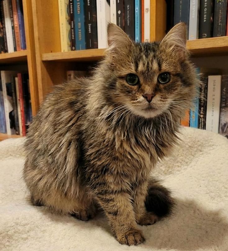 Damian, ADOPTABLE, Young Male Siberian & Domestic Long Hair.