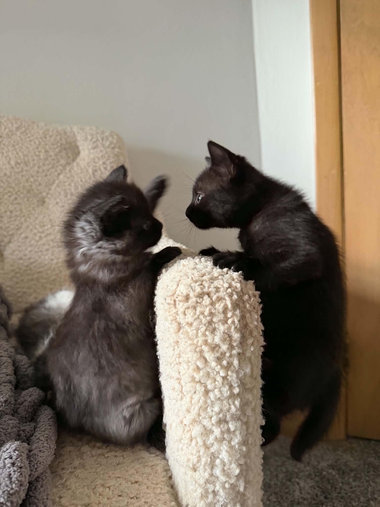 Raven, a ADOPTABLE Domestic Short Hair in Milwaukee, WI image 5/5
