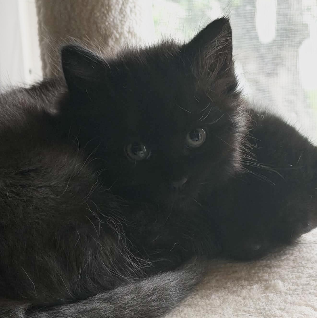 Raven, ADOPTABLE, Kitten Female Domestic Short Hair.