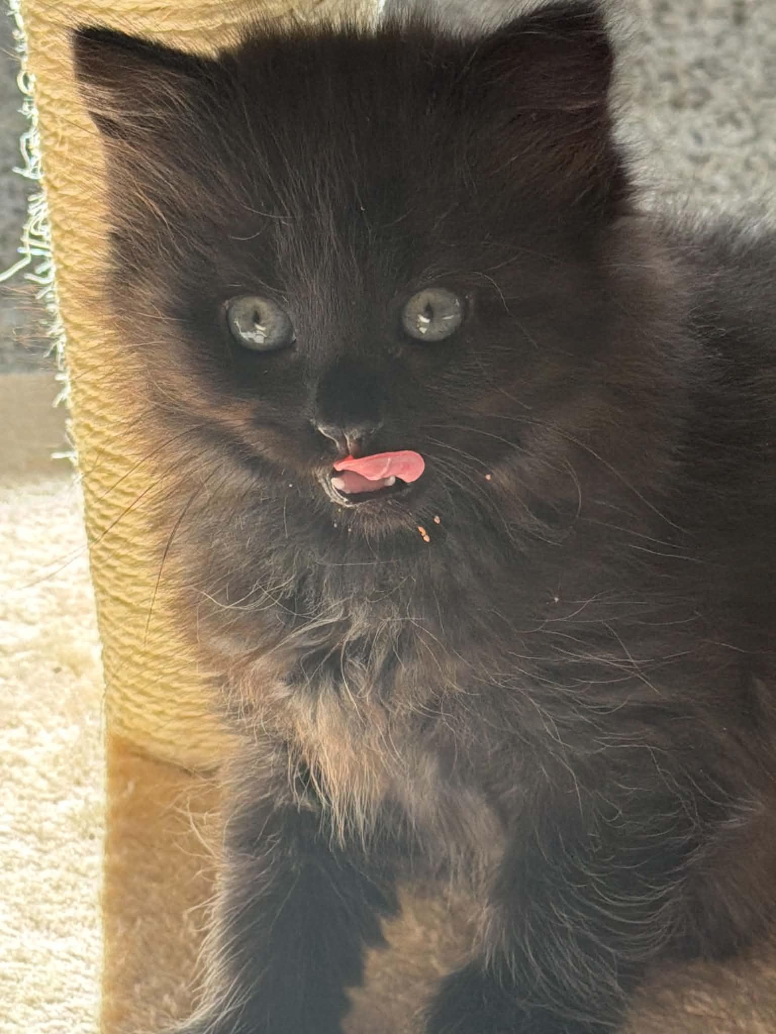 Raven, a ADOPTABLE Domestic Short Hair in Milwaukee, WI image 2/5