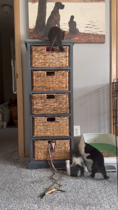 Enlarge Raven, a ADOPTABLE Domestic Short Hair in Milwaukee, WI video 4/5