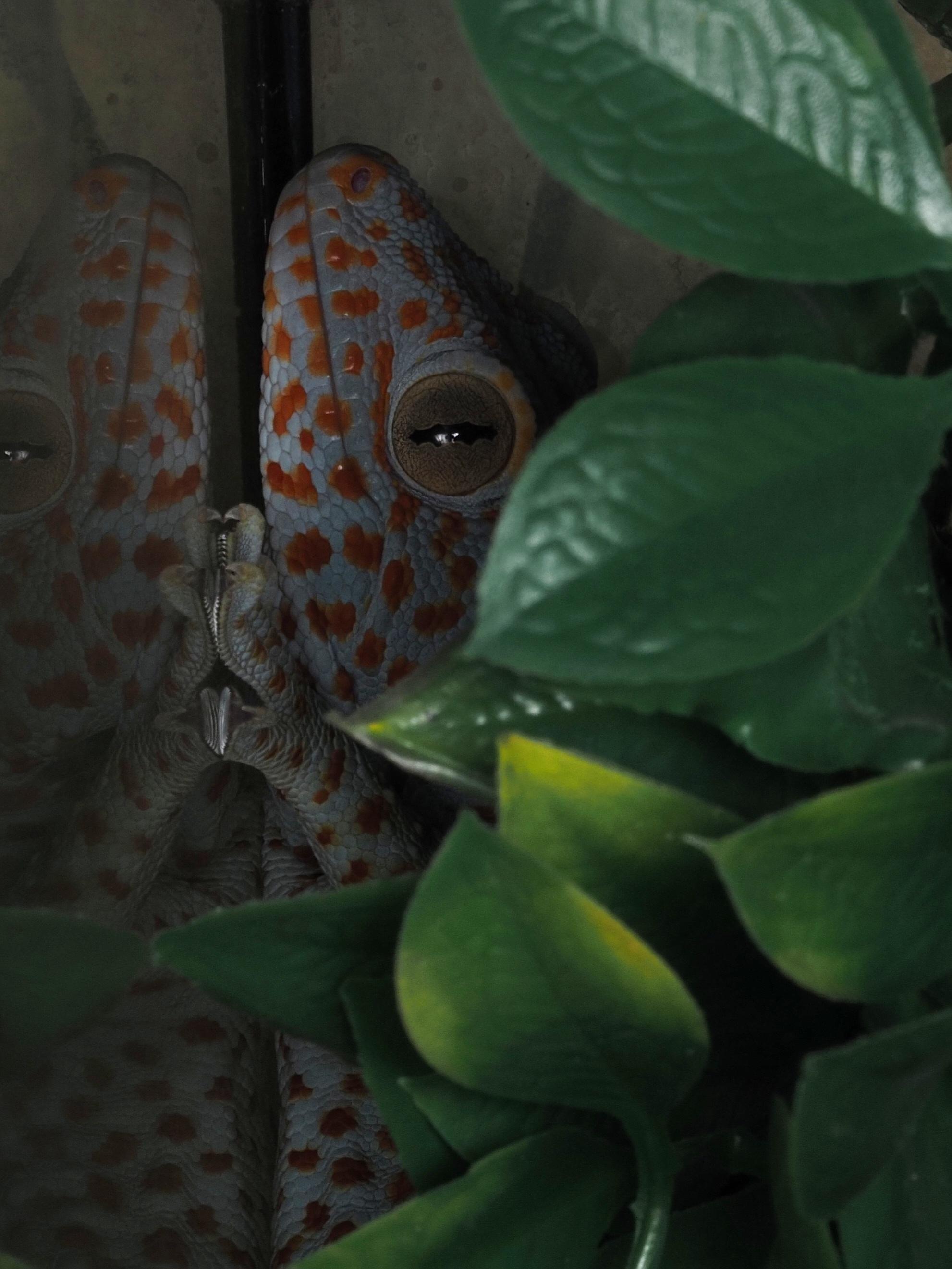 Enlarge Chomp the Tokay Gecko, an adopted Gecko in Tacoma, WA image 1/2