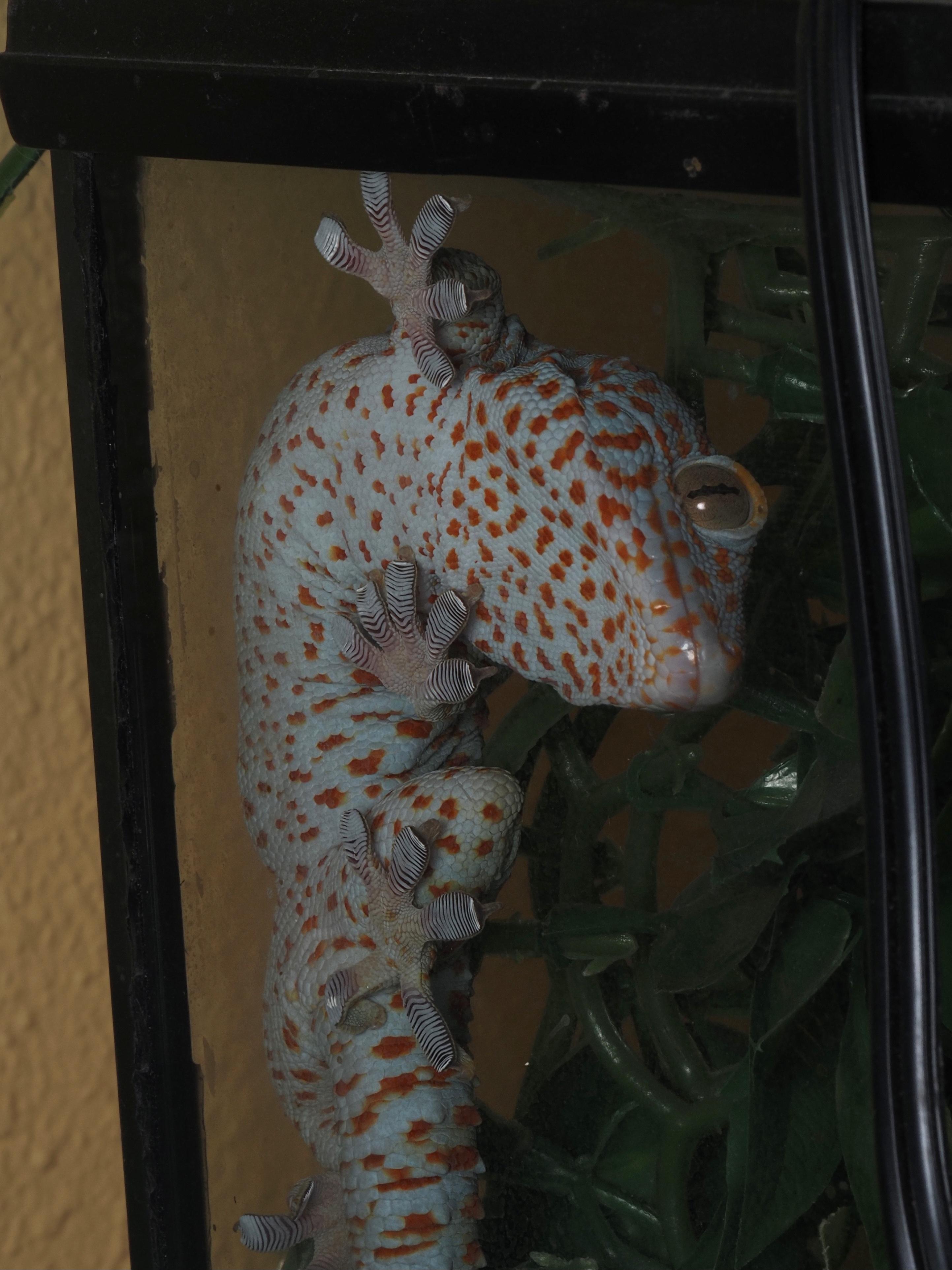 Enlarge Chomp the Tokay Gecko, an adopted Gecko in Tacoma, WA image 2/2