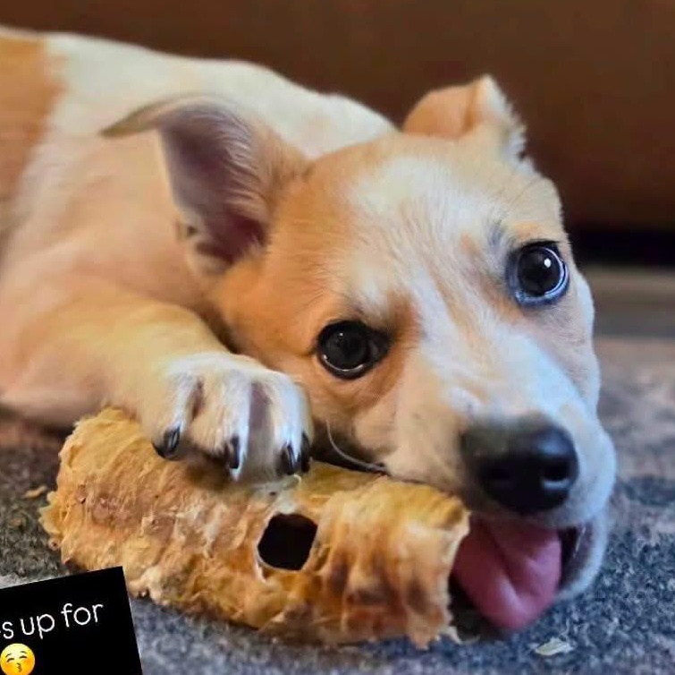 Toast, an adoptable mixed breed in Painesville, OH image 2/5
