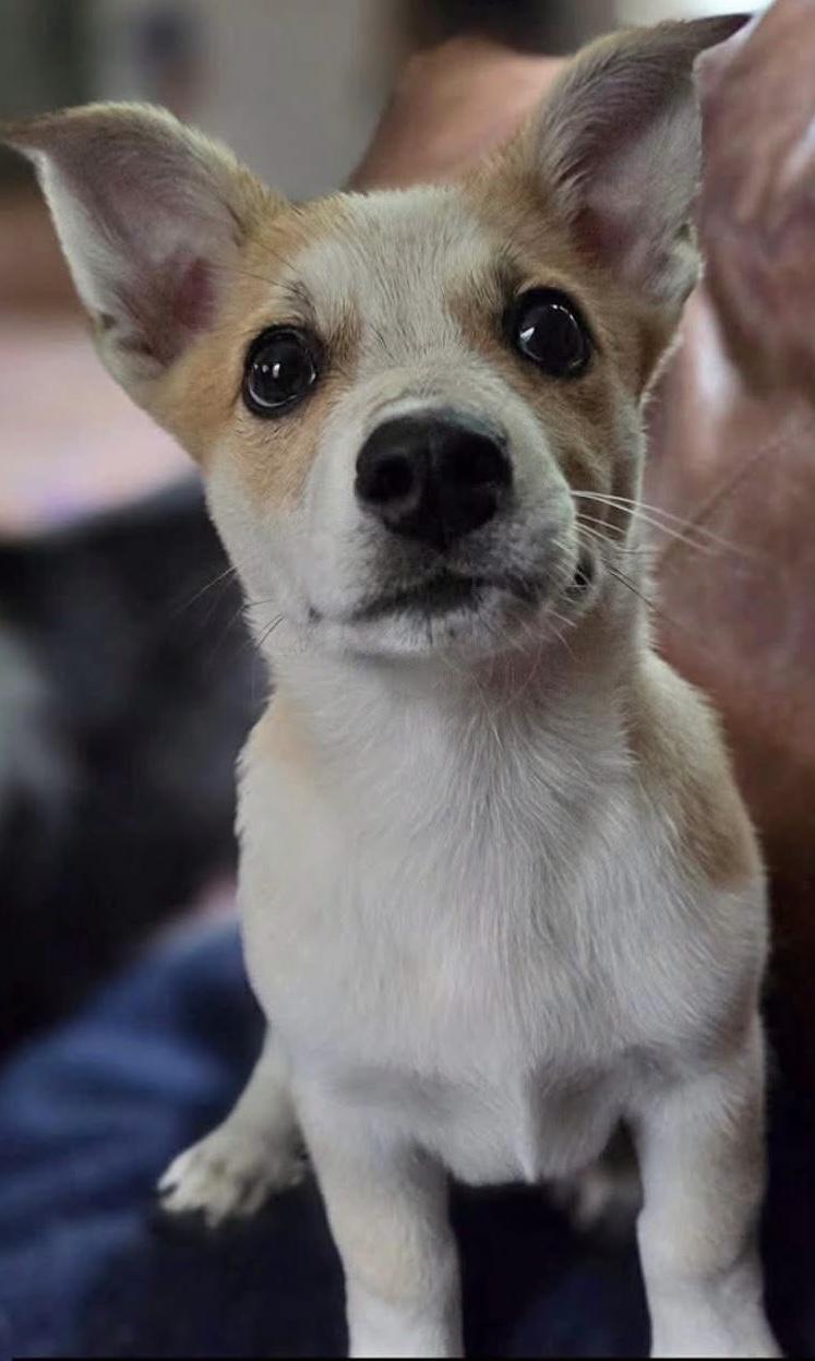 Toast, an adoptable mixed breed in Painesville, OH image 5/5