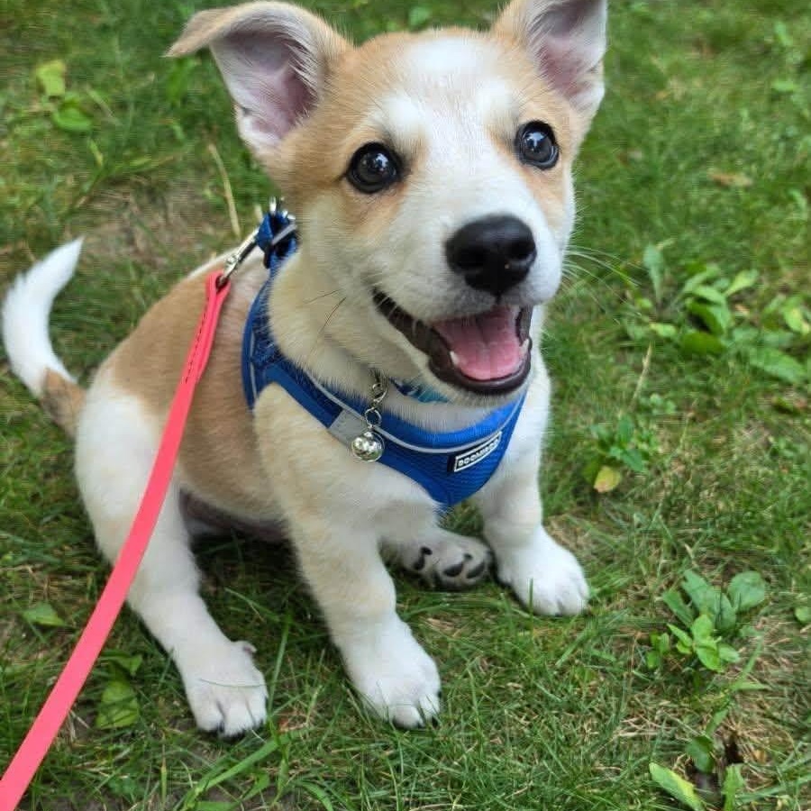 Toast, adoptable, Puppy Male Cattle Dog & American Eskimo Dog.