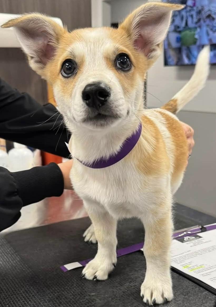 Toast, an adoptable mixed breed in Painesville, OH image 3/5