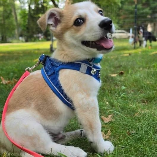 Toast, an adoptable mixed breed in Painesville, OH image 4/5