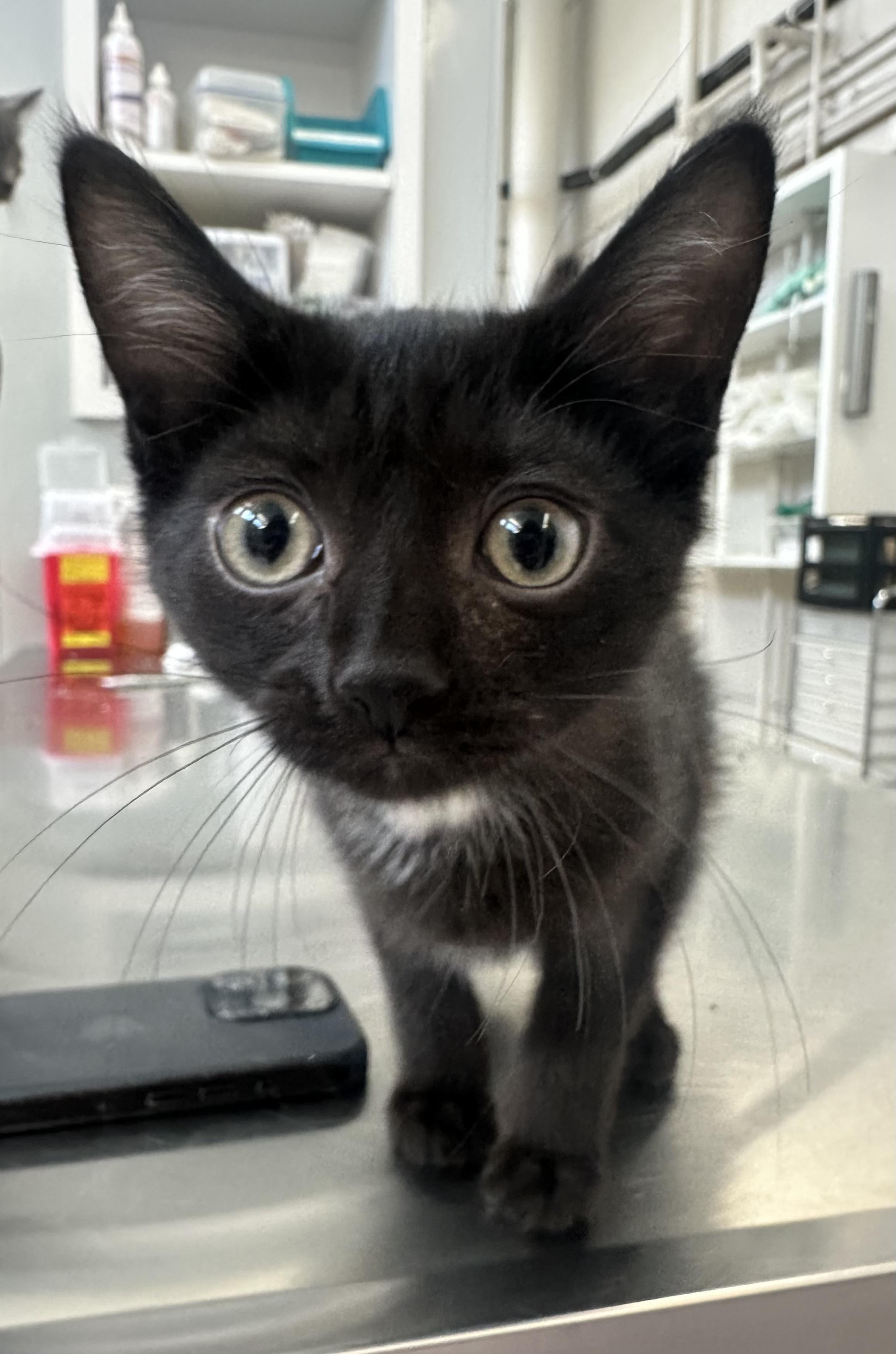 Gale, Adoptable, Kitten Female Domestic Short Hair.