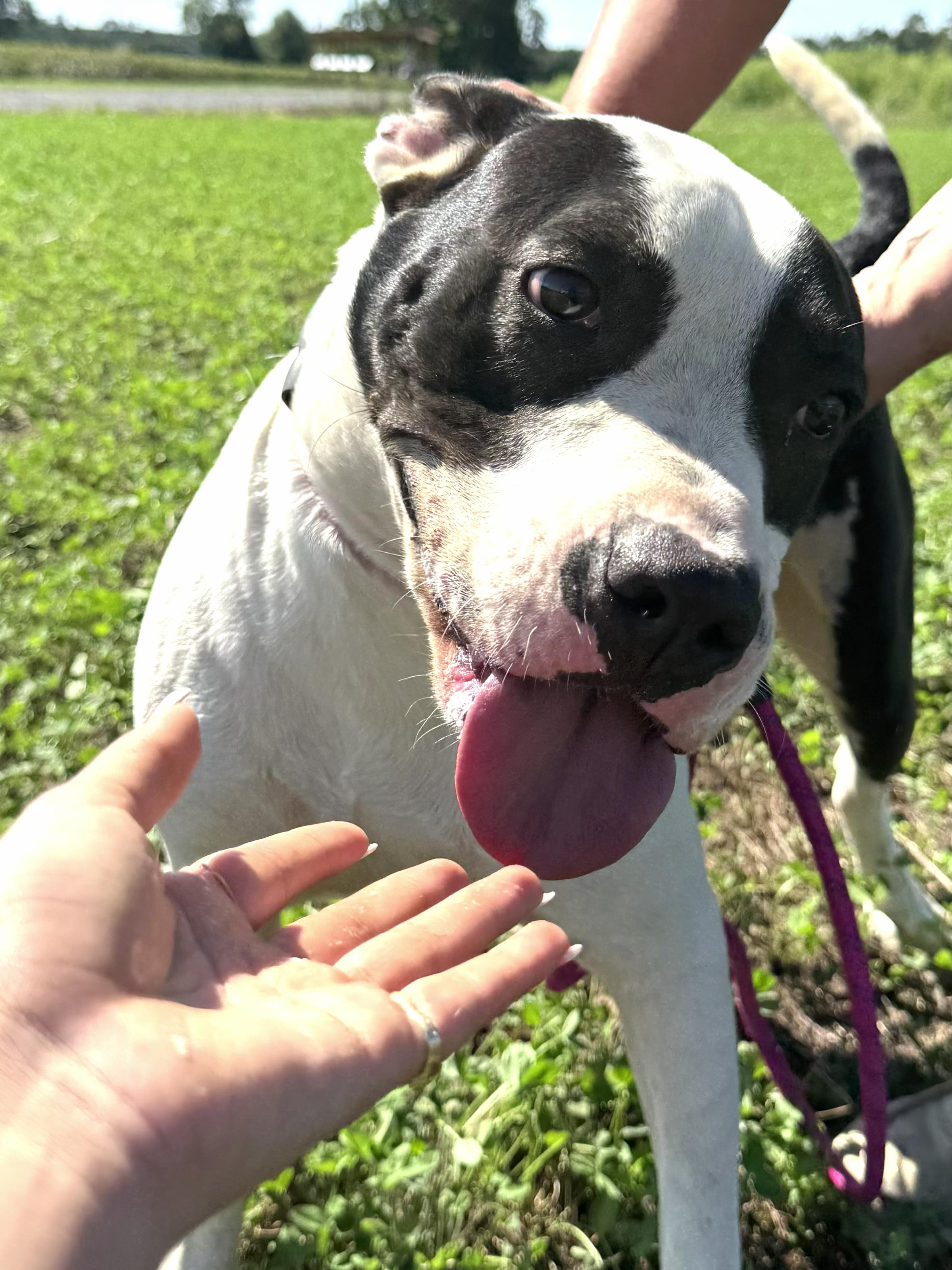 Enlarge Marty, such a fine and handsome bulldog/boxer mix!, Such a sweetheart, , a Adoptable mixed breed in Richmond, VA image 4/4