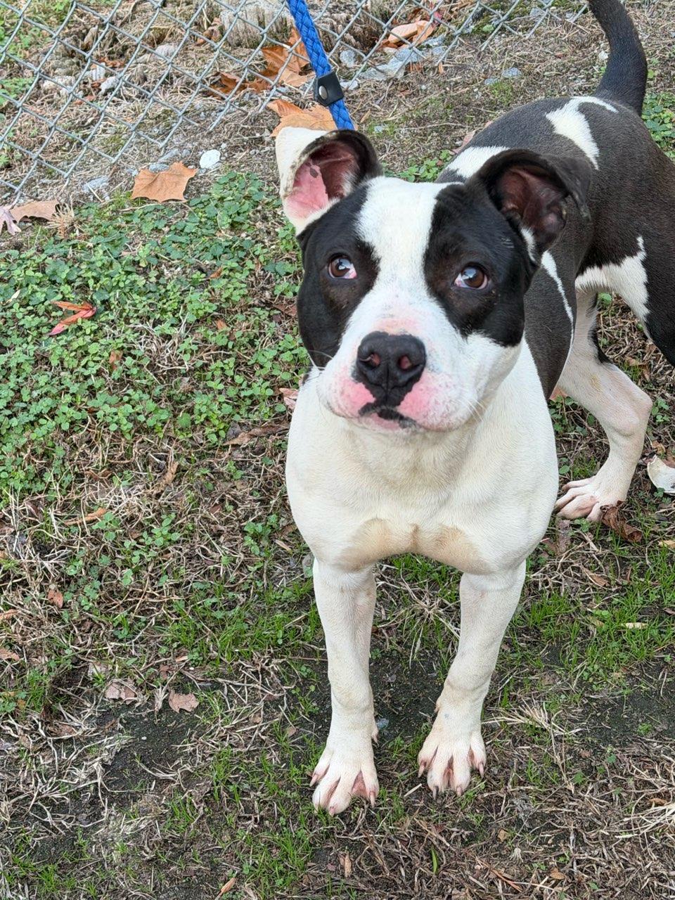 Marty, such a fine and handsome bulldog/boxer mix!, Such a sweetheart, , a ADOPTABLE mixed breed in Richmond, VA image 1/2