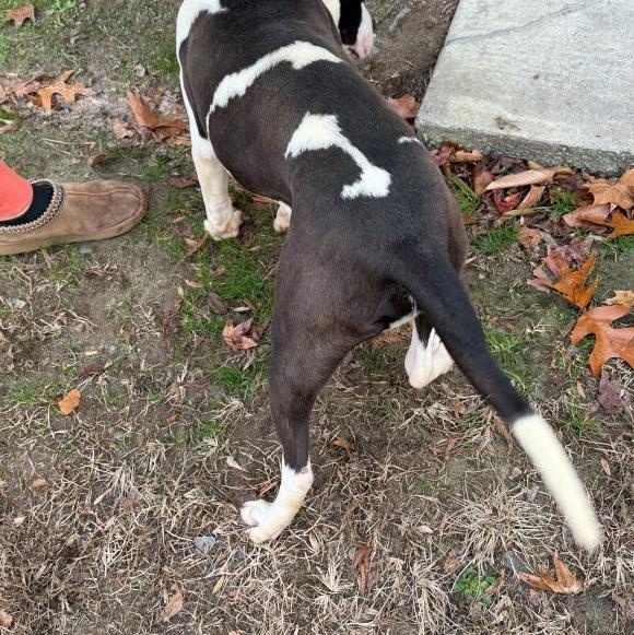 Marty, such a fine and handsome bulldog/boxer mix!, Such a sweetheart, , a ADOPTABLE mixed breed in Richmond, VA image 2/2