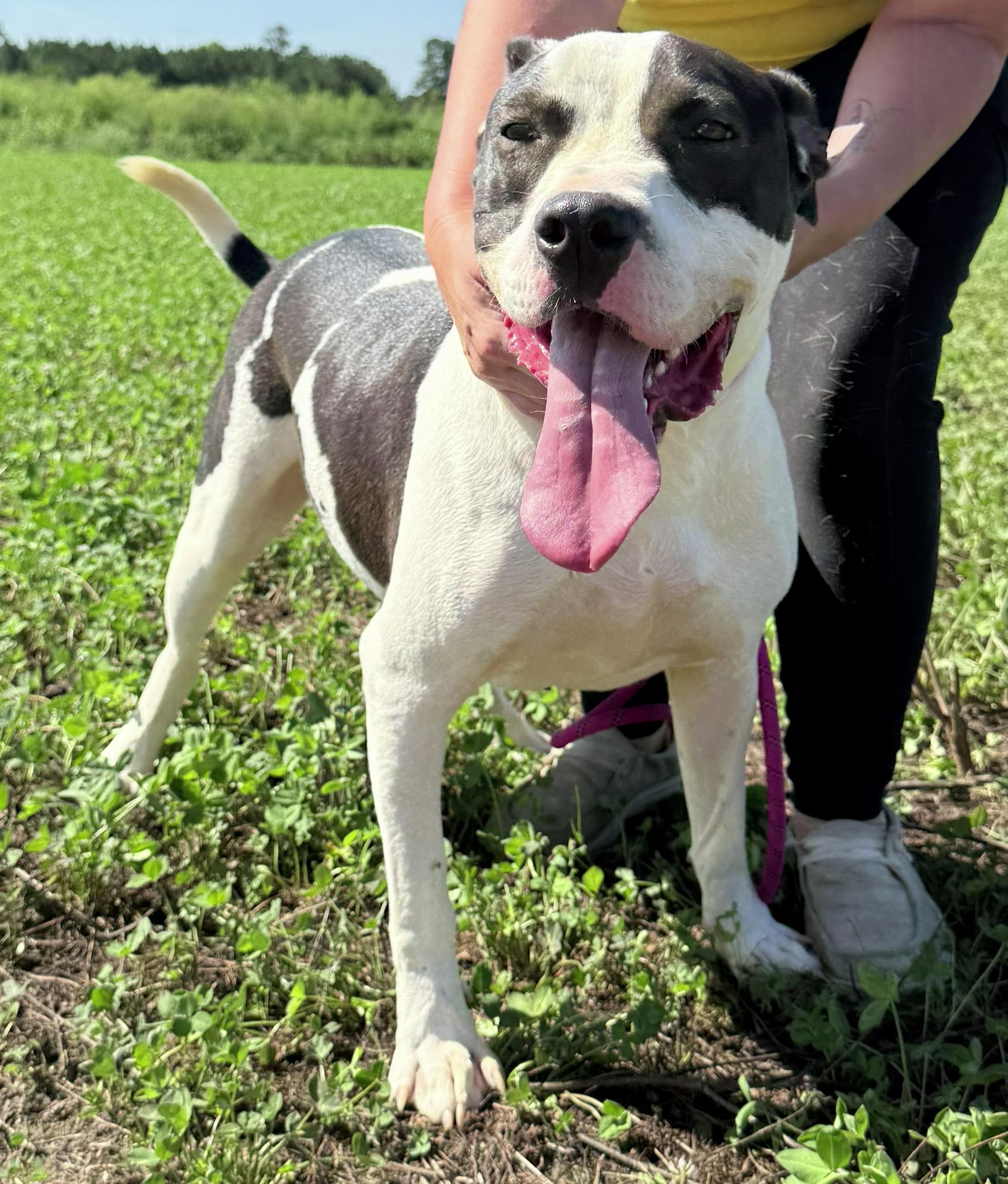 Marty, such a fine and handsome bulldog/boxer mix!, Such a sweetheart, , Adoptable, Young Male American Bulldog & Boxer.