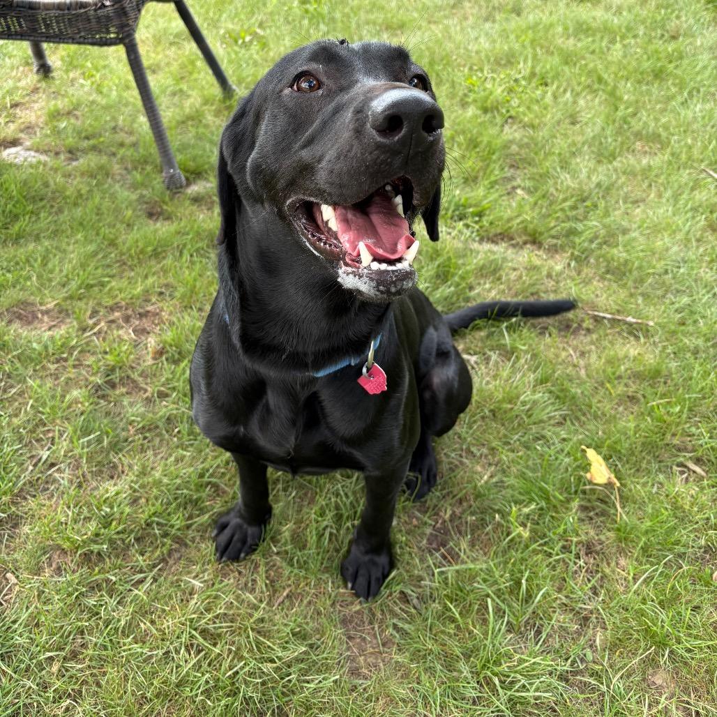Ryder, Adoptable, Adult Male Black Labrador Retriever.