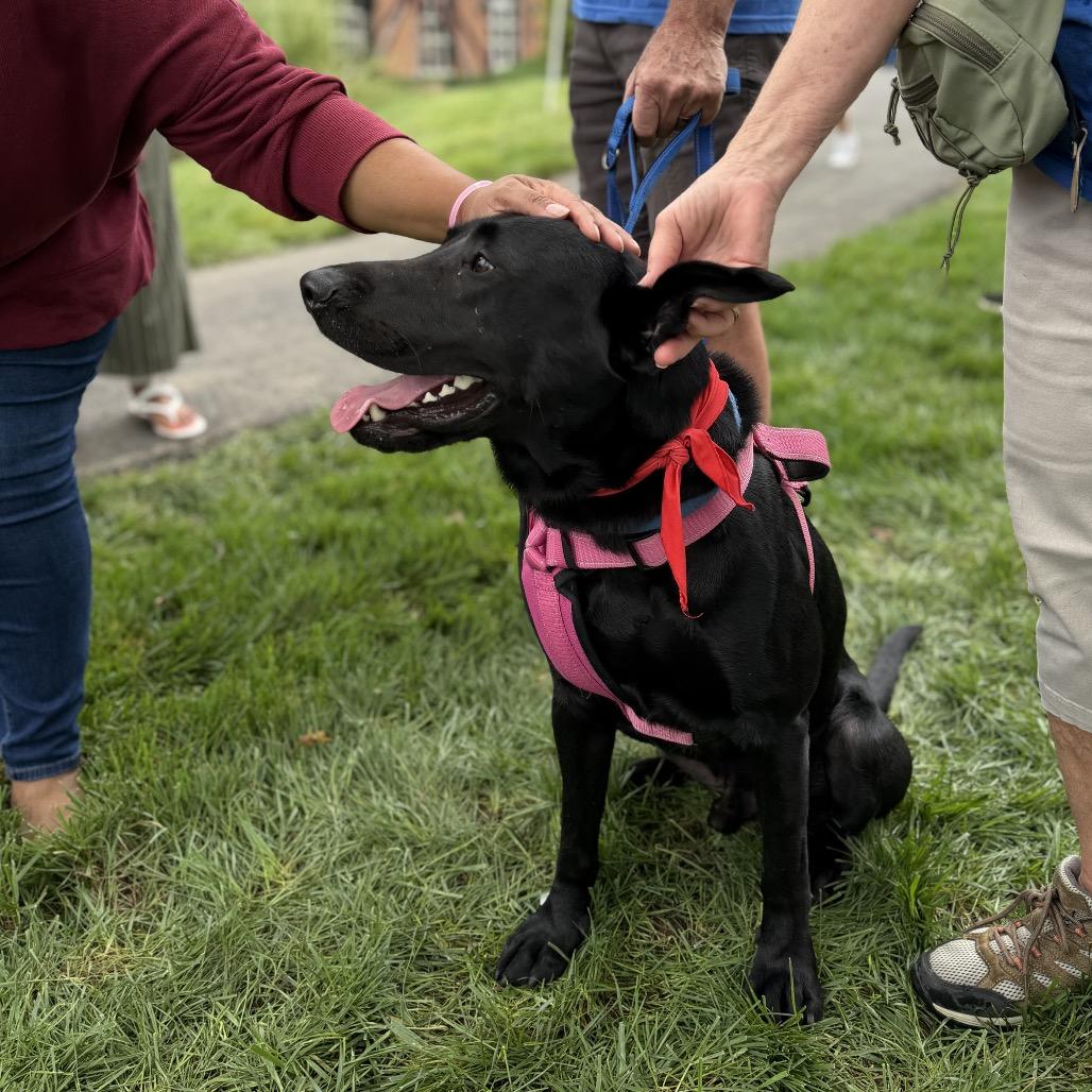 Enlarge Ryder, a Adoptable Black Labrador Retriever in Delaware, OH image 2/6