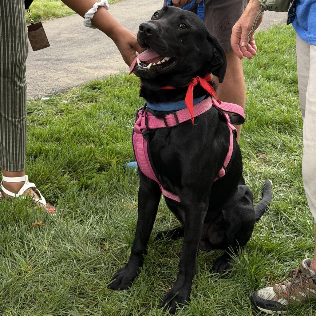 Enlarge Ryder, a Adoptable Black Labrador Retriever in Delaware, OH image 3/6