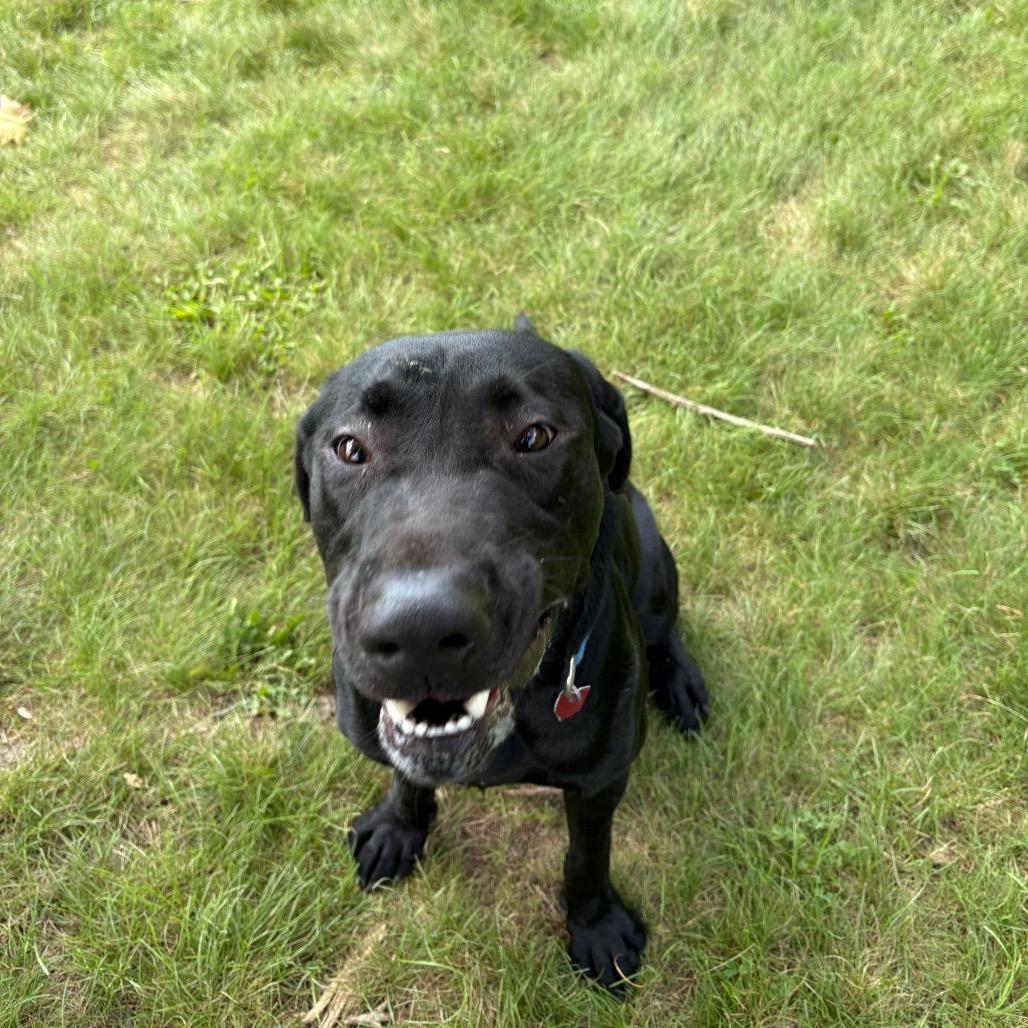 Enlarge Ryder, a Adoptable Black Labrador Retriever in Delaware, OH image 4/6