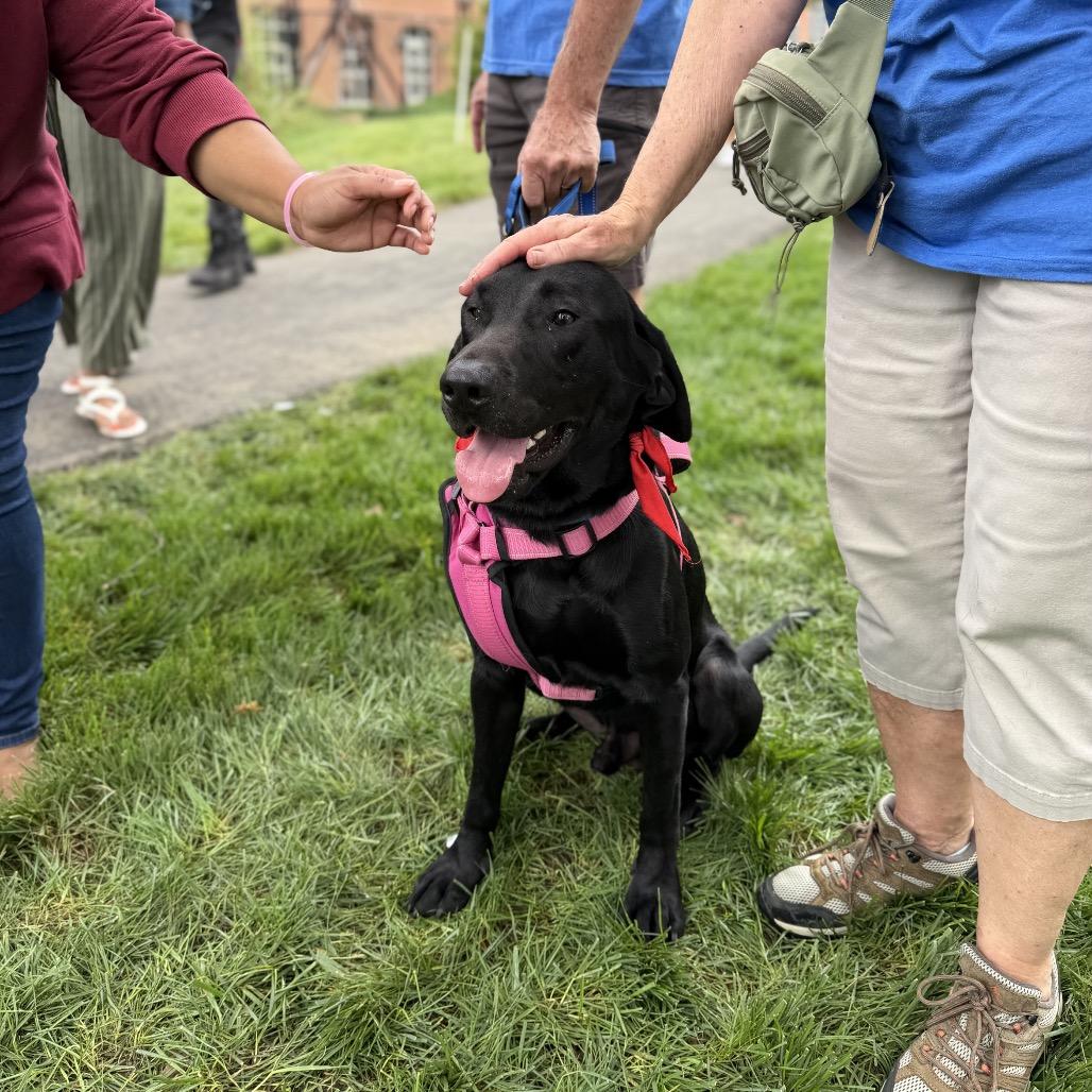Enlarge Ryder, a Adoptable Black Labrador Retriever in Delaware, OH image 5/6