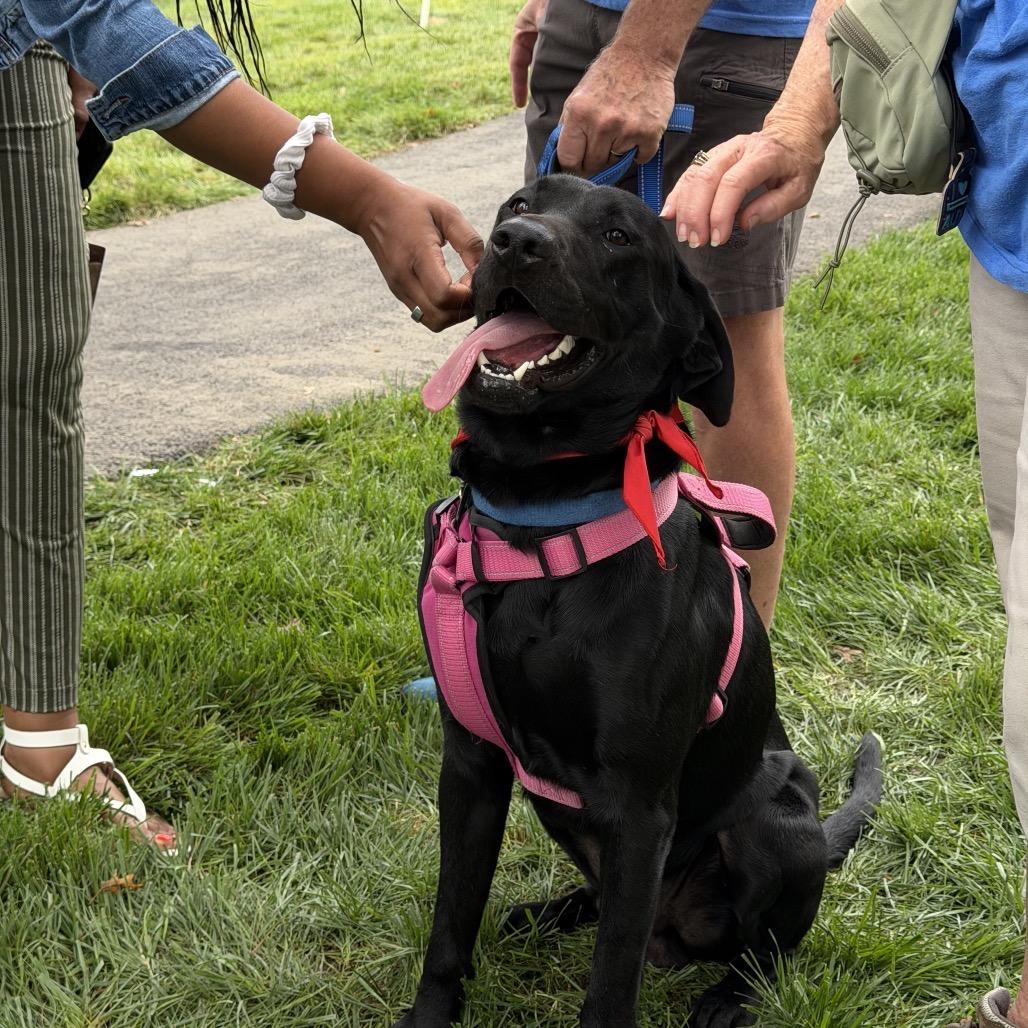 Enlarge Ryder, a Adoptable Black Labrador Retriever in Delaware, OH image 6/6