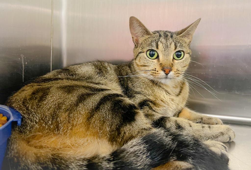 Radio, Adoptable, Young Female Domestic Short Hair.