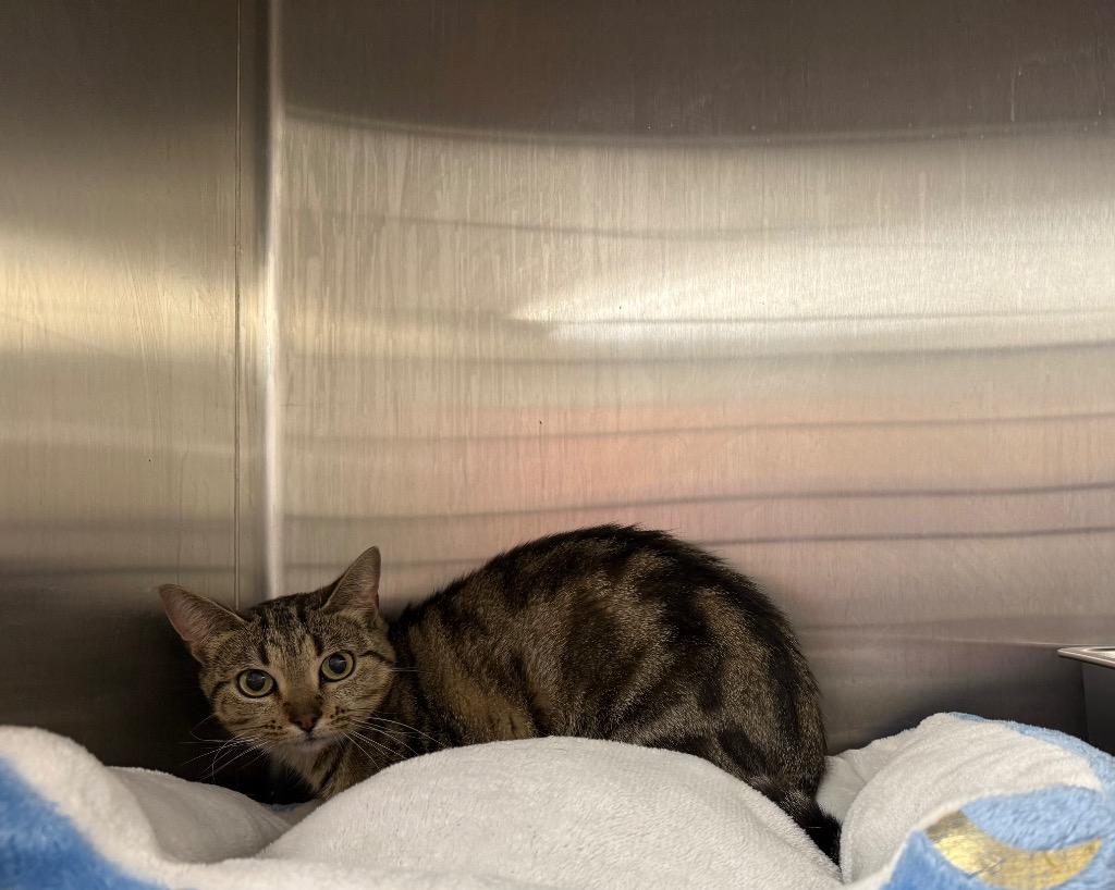 Enlarge Radio, a Adoptable mixed breed in Murray, KY image 2/2