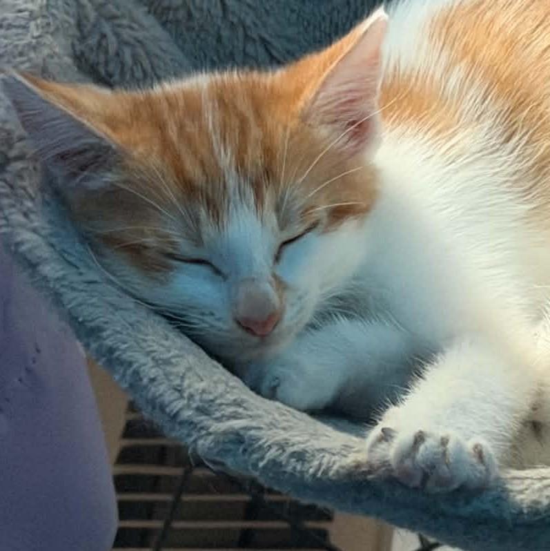 Enlarge Gouda, a Adopted Domestic Short Hair in Fairborn, OH image 1/4