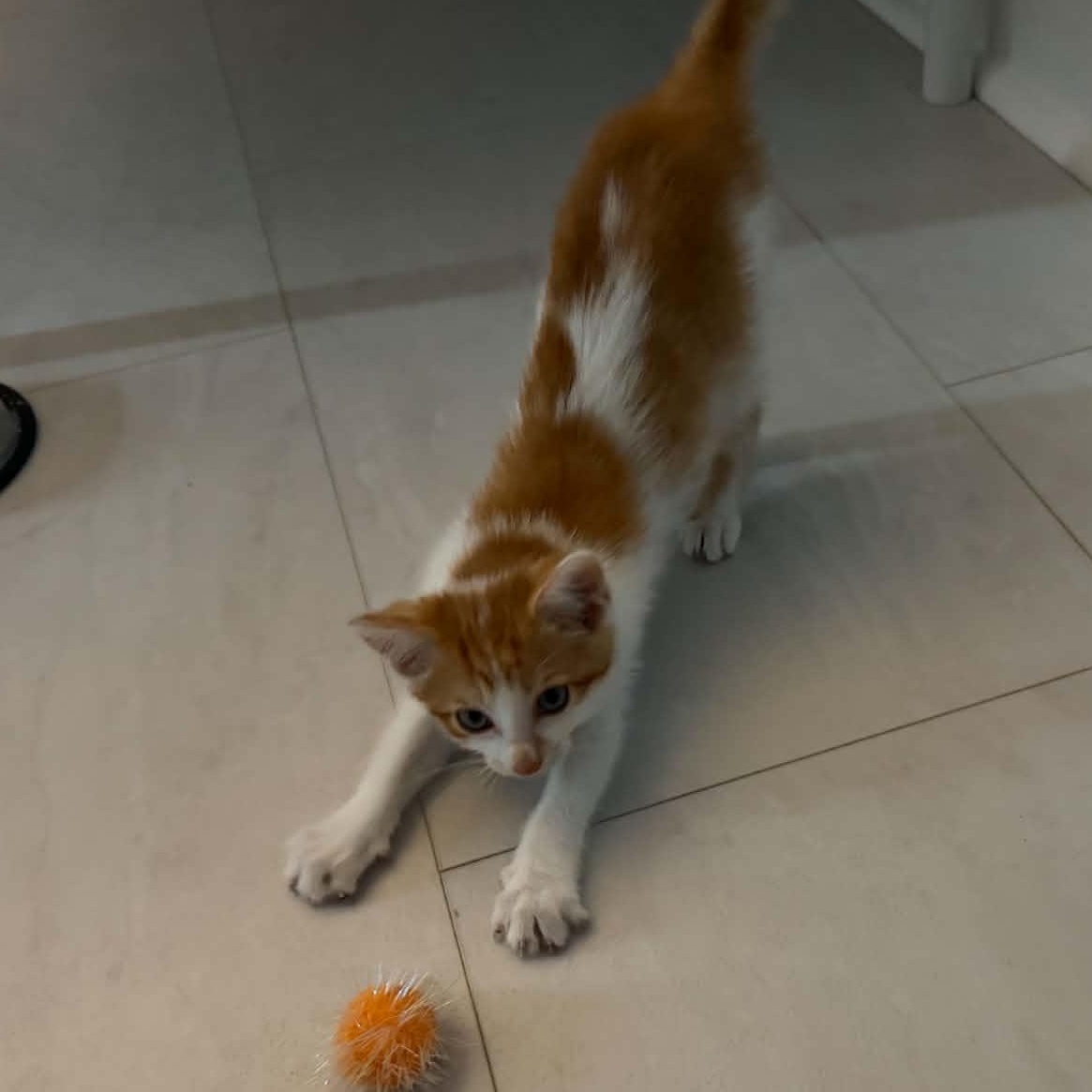 Enlarge Gouda, a Adopted Domestic Short Hair in Fairborn, OH image 3/4