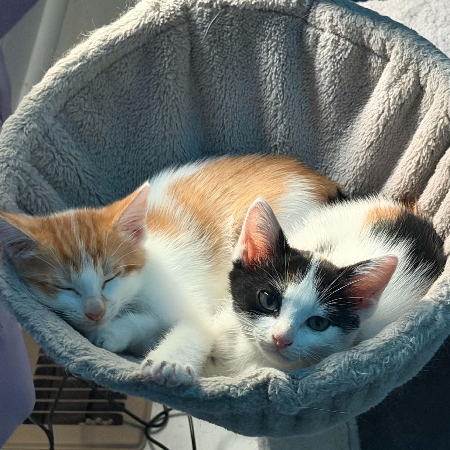 Enlarge Gouda, a Adopted Domestic Short Hair in Fairborn, OH image 4/4