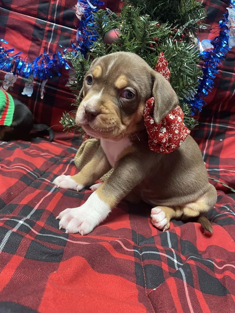 Pearl Hart thumbnail 2