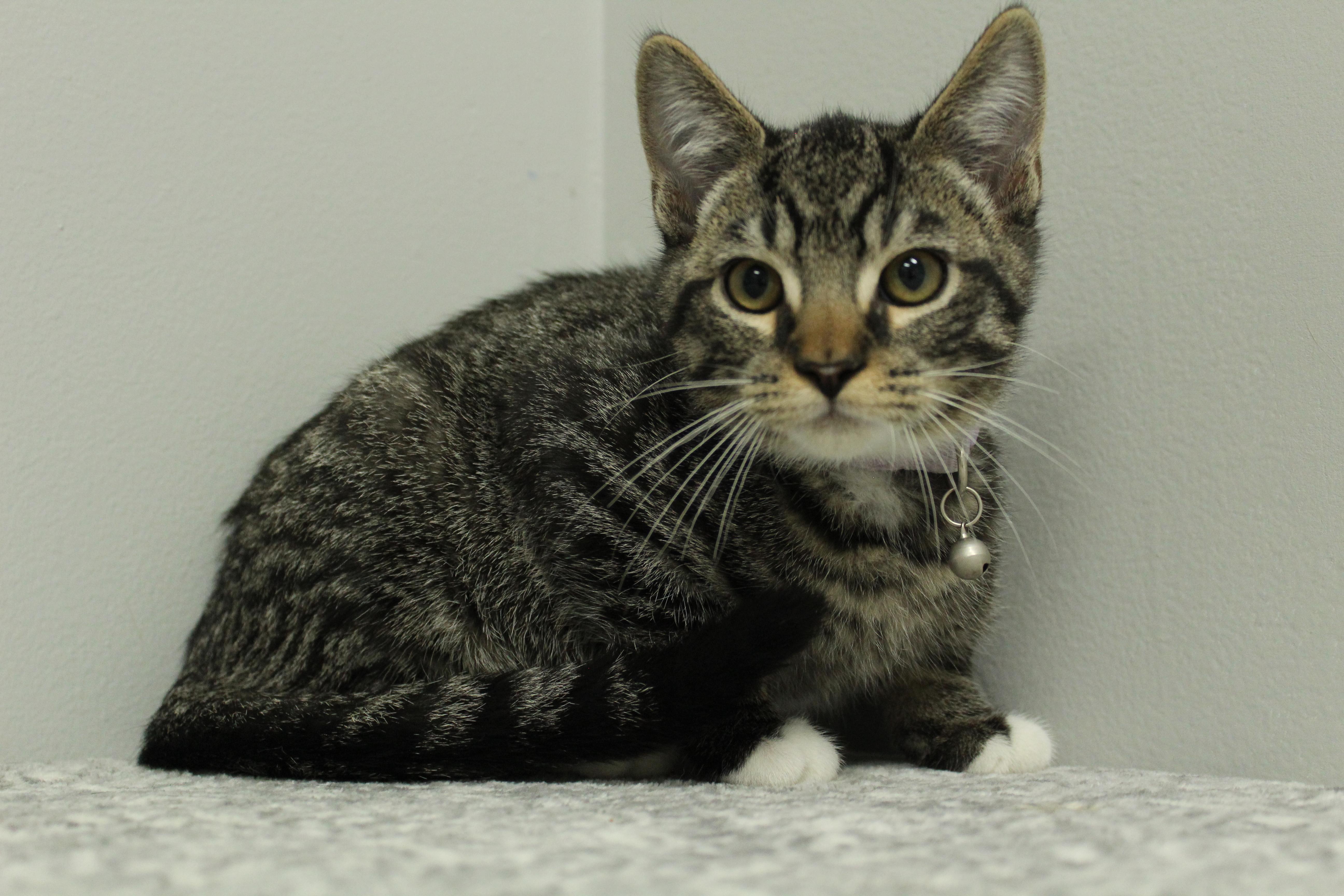 Banjo, Baby Male Domestic Short Hair