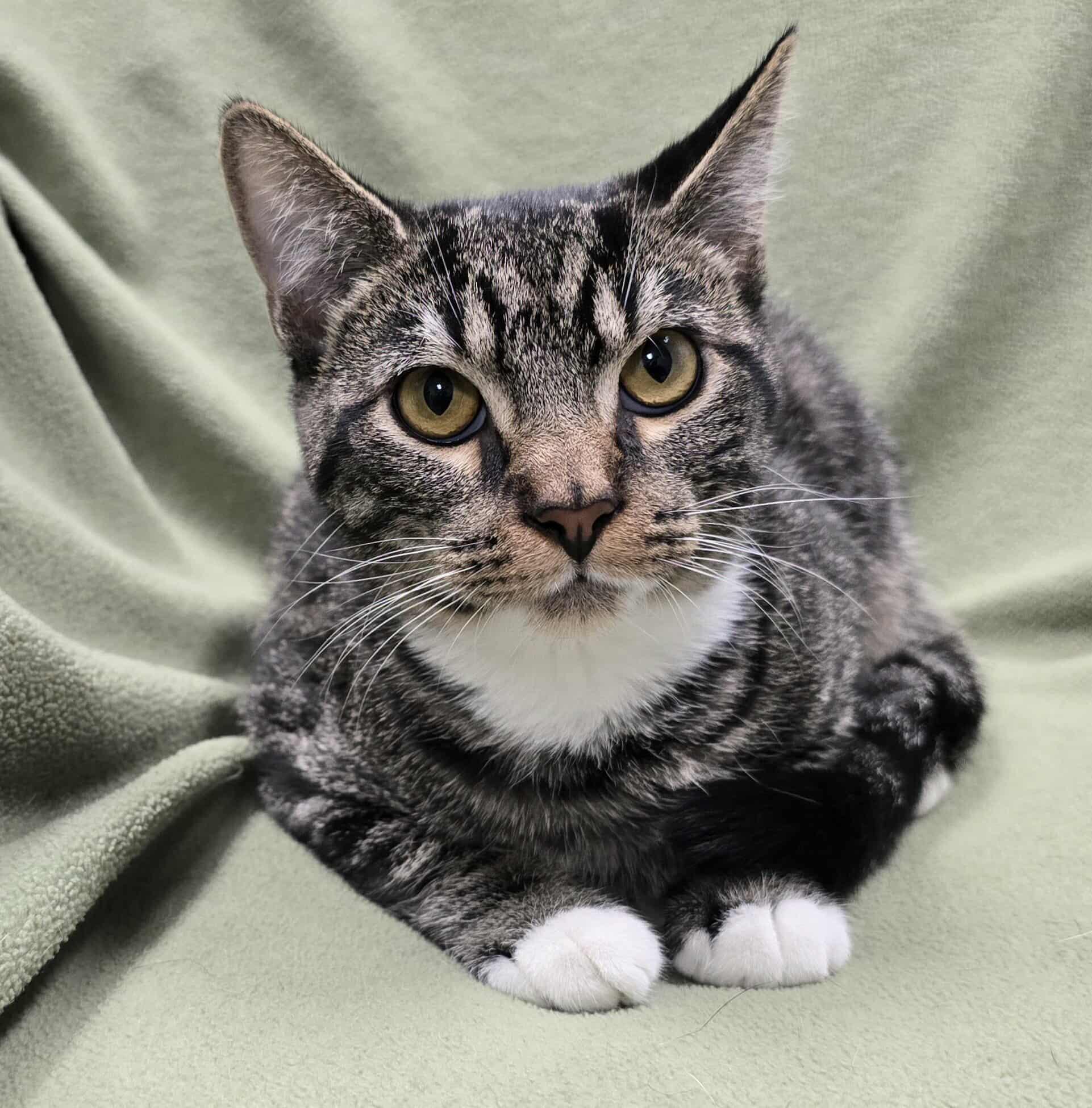 Enlarge Banjo, a Adoptable mixed breed in Frankfort, IN image 1/3