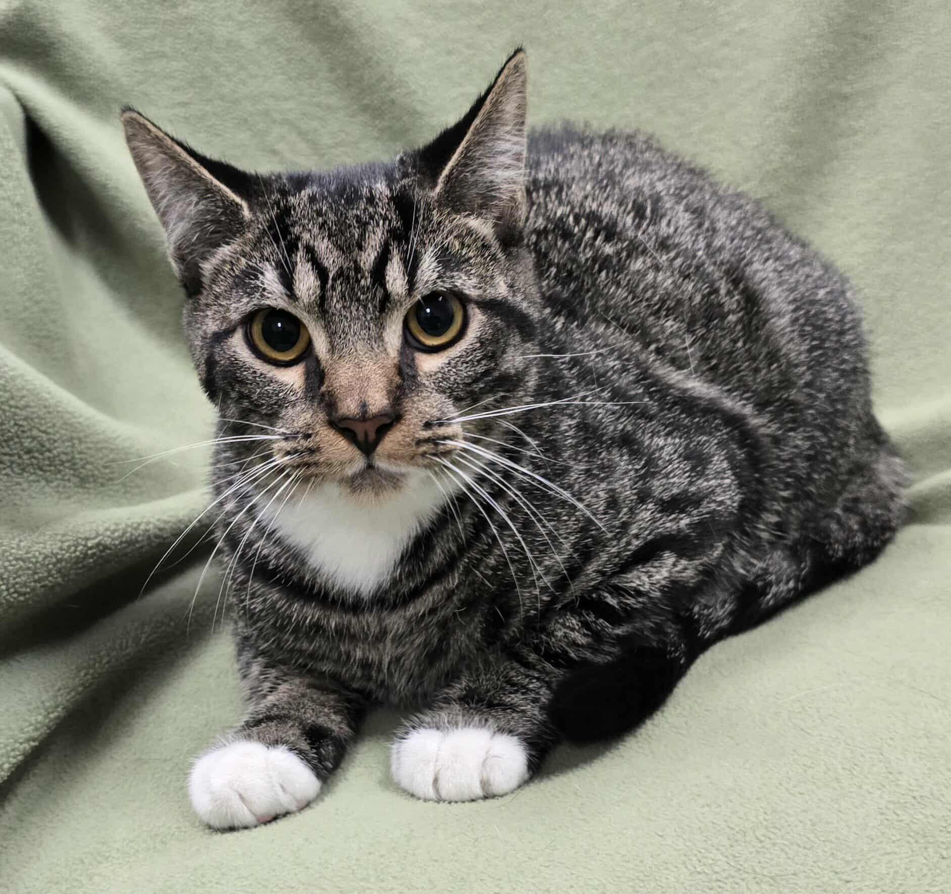 Enlarge Banjo, a Adoptable mixed breed in Frankfort, IN image 2/3