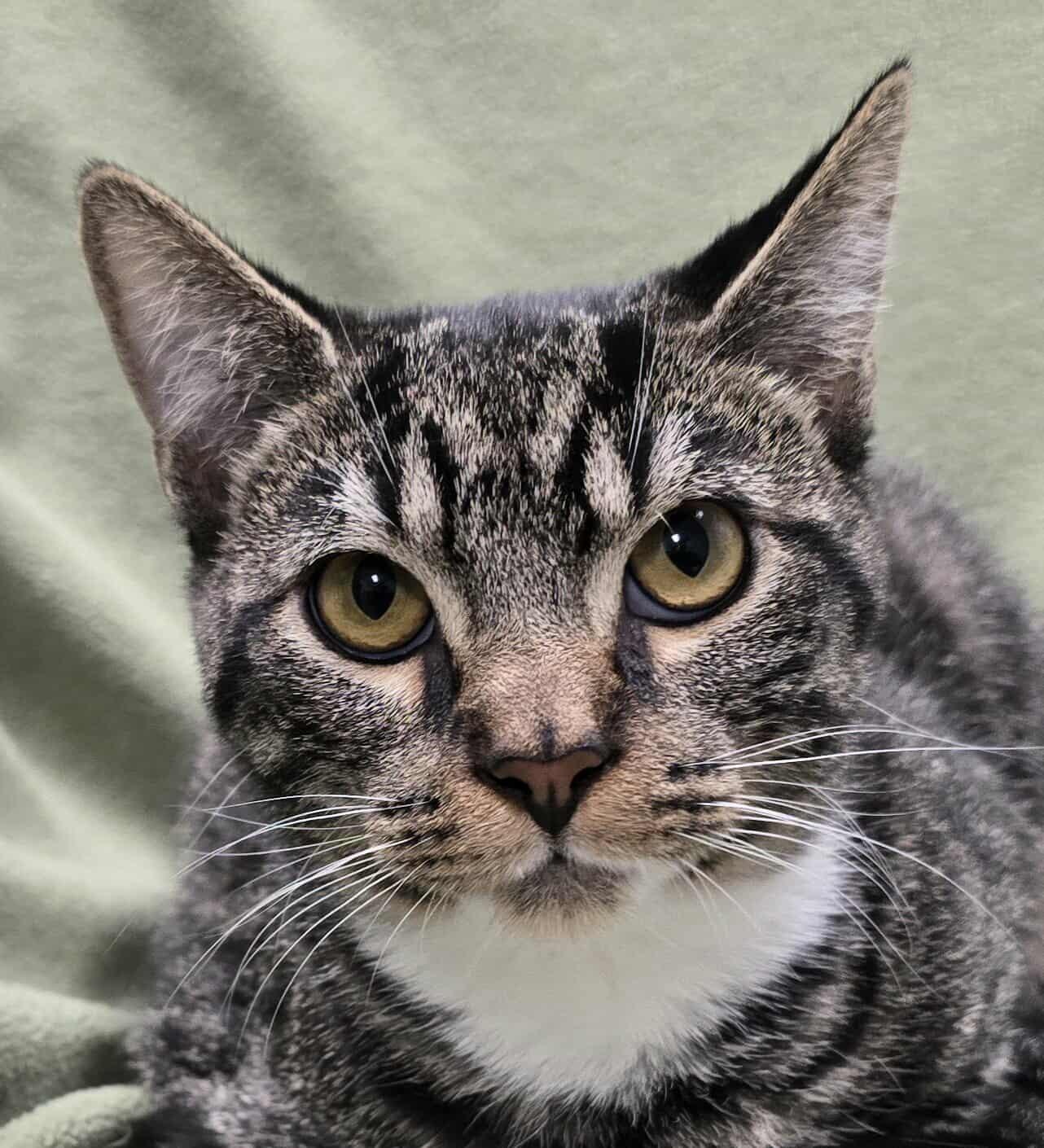 Enlarge Banjo, a Adoptable mixed breed in Frankfort, IN image 3/3