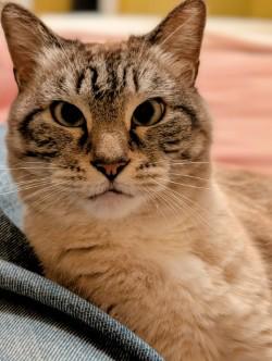 Sofia in Maine, ADOPTABLE, Senior Female Domestic Short Hair.