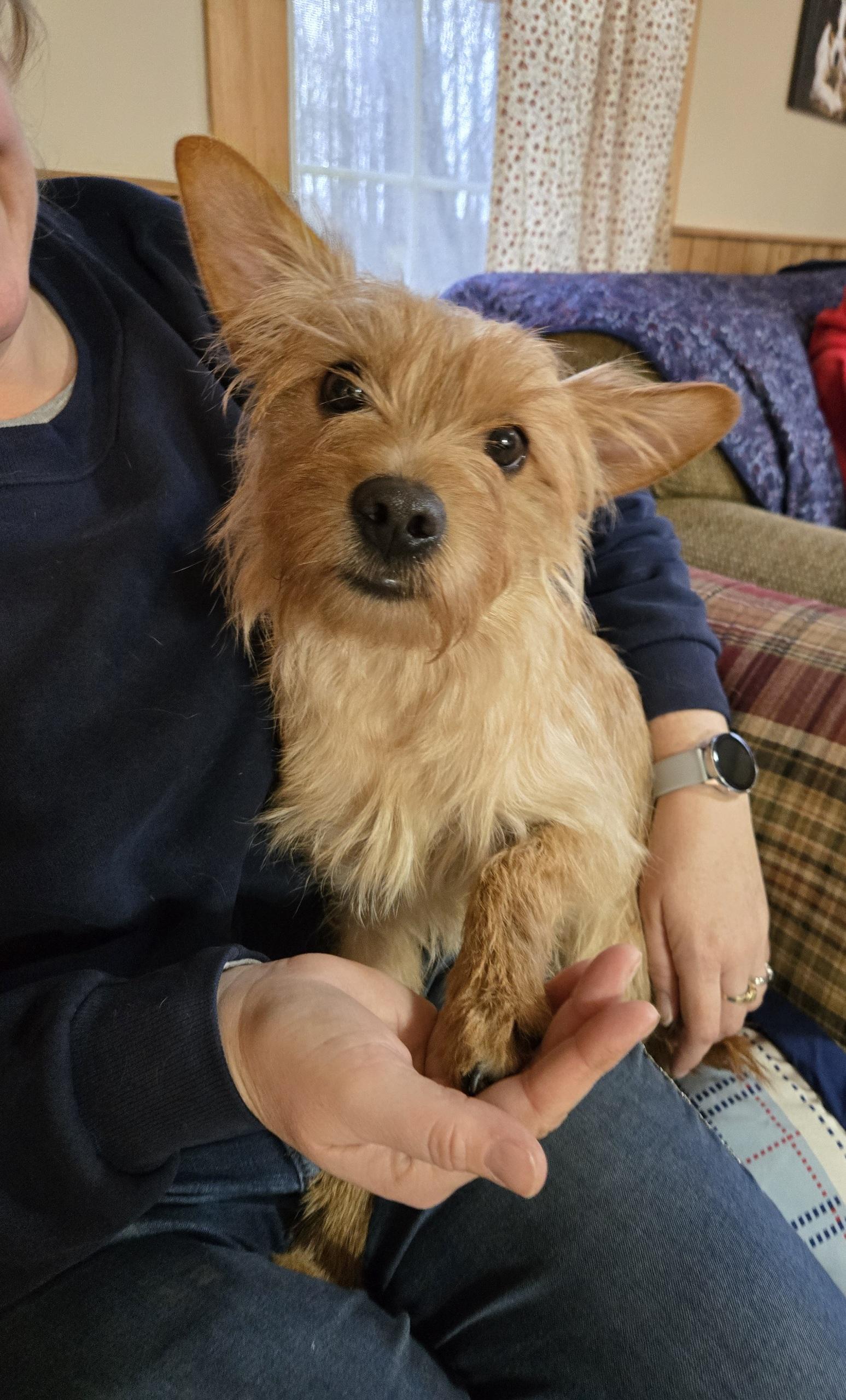 Ollie, Young Male Yorkshire Terrier